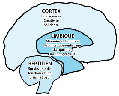Systeme limbique